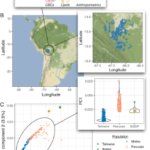 ツィマネとモセテンのゲノムに免疫と代謝に関連する形質の自然選択があることを発見(Researchers uncover natural selection for traits associated with immunity and metabolism in Tsimane and Moseten genomes) ツィマネとモセテンのゲノムに免疫と代謝に関連する形質の自然選択があることを発見(Researchers uncover natural selection for traits associated with immunity and metabolism in Tsimane and Moseten genomes)