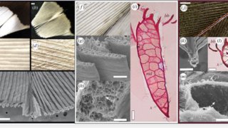 キジバトの羽は、これまで測定された中で最も明るい白色である(Woodcocks have the brightest white feathers ever measured)