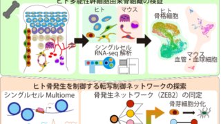 ヒト軟骨内骨化の再現とシングルセルマルチオーム解析を用いた転写制御ネットワークの探求～ヒト骨発 機序の解明とその応用に向けて～