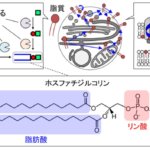クリックケミストリーにより細胞内脂質を超高速で解析 ~代謝異常の原因遺伝子を同定する技術開発に成功~ クリックケミストリーにより細胞内脂質を超高速で解析 ~代謝異常の原因遺伝子を同定する技術開発に成功~