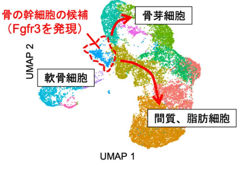新たな骨の幹細胞「骨内膜幹細胞」を発見 ～骨の再生に貢献する「光」、骨のがんを引き起こす「影」を併せ持つクリティカルな幹細胞～