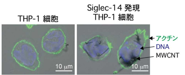カーボンナノチューブを認識する免疫受容体の発見 ～カーボンナノチューブが炎症を引き起こす機構を解明～