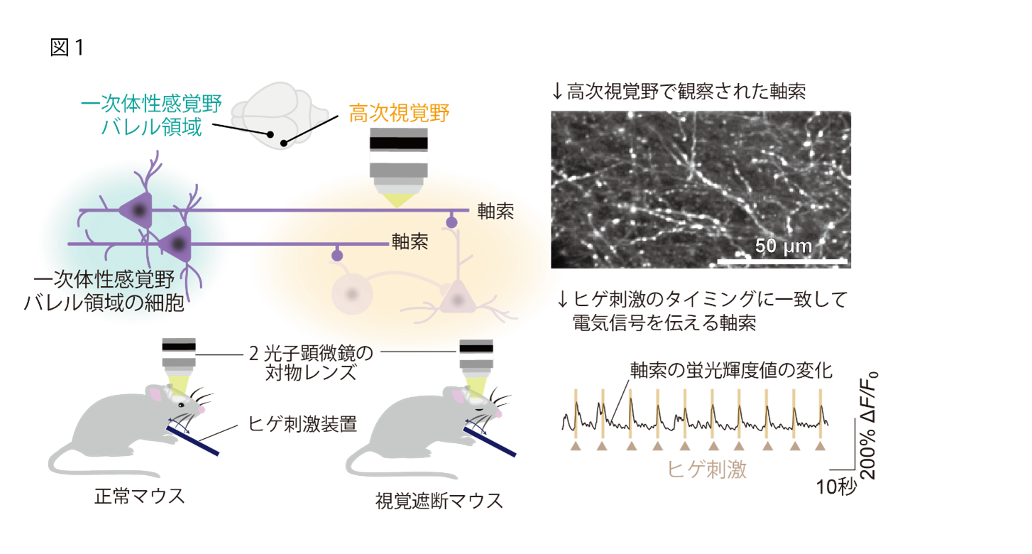 「目が見えなくなると触覚が鋭敏になる」メカニズムを解明