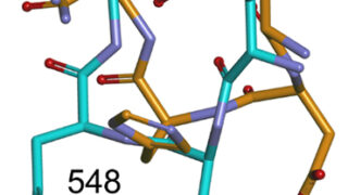 X線自由電子レーザーで捉えたビフィズス菌酵素の常温構造～局所的な構造変化から示唆された酵素反応メカニズム～