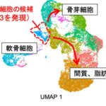 新たな骨の幹細胞「骨内膜幹細胞」を発見 ~骨の再生に貢献する「光」、骨のがんを引き起こす「影」を併せ持つクリティカルな幹細胞~ 新たな骨の幹細胞「骨内膜幹細胞」を発見 ~骨の再生に貢献する「光」、骨のがんを引き起こす「影」を併せ持つクリティカルな幹細胞~