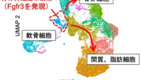 新たな骨の幹細胞「骨内膜幹細胞」を発見 ～骨の再生に貢献する「光」、骨のがんを引き起こす「影」を併せ持つクリティカルな幹細胞～