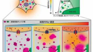 Na+流入が細胞内の相制御に寄与する