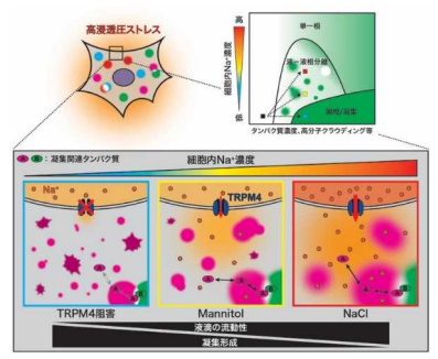 Na+流入が細胞内の相制御に寄与する Na+流入が細胞内の相制御に寄与する