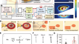 世界初、傷の治りが30%速くなる電子包帯を開発(First transient electronic bandage speeds healing by 30%)