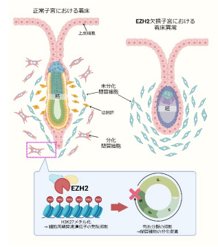 子宮内膜のエピゲノム異常が着床不全を起こす ～ヒストンメチル化による着床制御機構の解明～