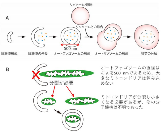 新規ミトコンドリア分裂因子を発見 ～マイトファジーの過程におけるミトコンドリア分裂のメカニズムを解明～