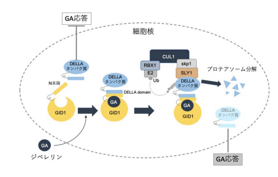 無細胞系を利用したスクリーニングにより新しいジベレリン受容体アゴニストを単離 ～新しいジベレリン様活性を持つ化合物の単離に成功～