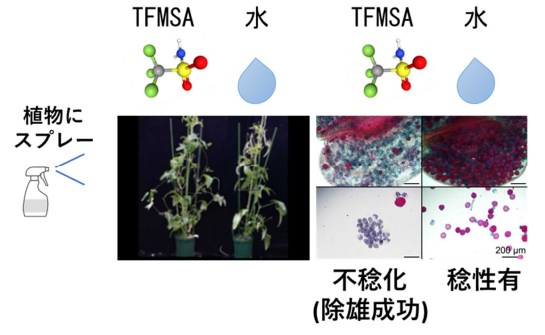 双子葉植物のおしべの機能を簡単に取り除く方法を開発 ～多様な交配を実現し、気候変動に耐えうる作物の生産へ～