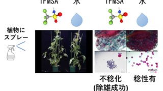 双子葉植物のおしべの機能を簡単に取り除く方法を開発 ～多様な交配を実現し、気候変動に耐えうる作物の生産へ～