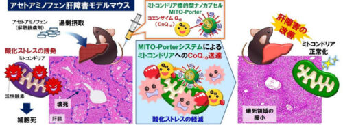 ミトコンドリアに薬を運ぶナノカプセルで病気を撃退 ~ミトコンドリアにコエンザイムQ10を運ぶ抗酸化療法の開発に成功~ ミトコンドリアに薬を運ぶナノカプセルで病気を撃退 ~ミトコンドリアにコエンザイムQ10を運ぶ抗酸化療法の開発に成功~