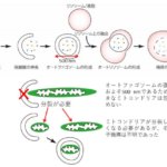 新規ミトコンドリア分裂因子を発見 ～マイトファジーの過程におけるミトコンドリア分裂のメカニズムを解明～