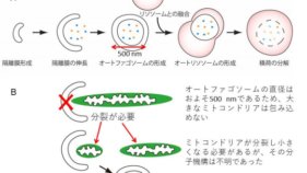 新規ミトコンドリア分裂因子を発見 ～マイトファジーの過程におけるミトコンドリア分裂のメカニズムを解明～