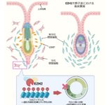 子宮内膜のエピゲノム異常が着床不全を起こす ～ヒストンメチル化による着床制御機構の解明～