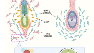 子宮内膜のエピゲノム異常が着床不全を起こす ～ヒストンメチル化による着床制御機構の解明～
