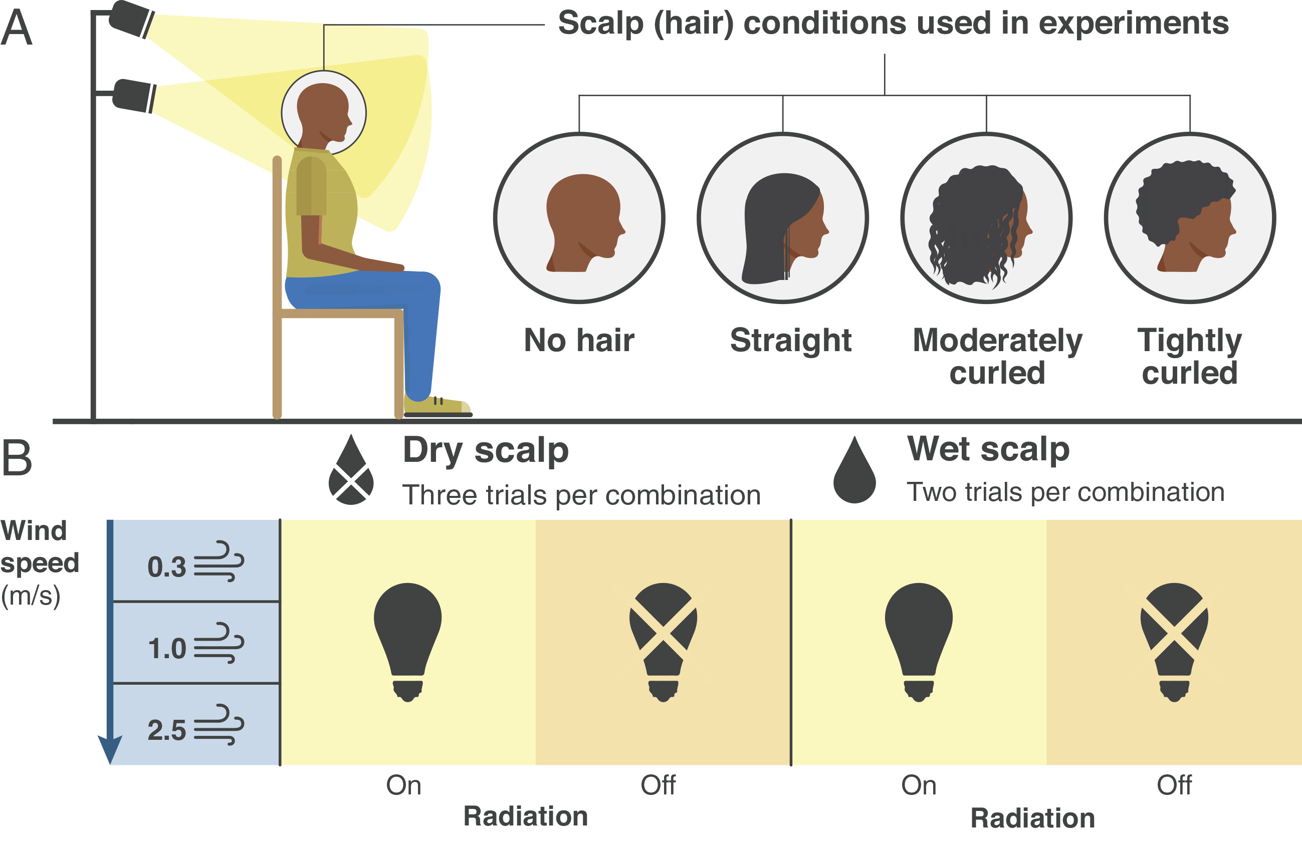 エアコンの前の生活: 巻き毛は初期の人類を涼しくしていた(Life before air conditioning: Curly hair kept early humans cool)