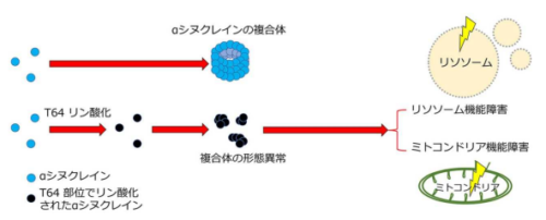 パーキンソン病における αシヌクレイン新規リン酸化の病態を発見 ～パーキンソン病の新しいメカニズムの解明～