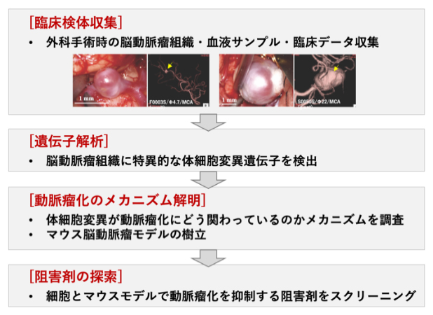 脳動脈瘤発生に重要な体細胞遺伝子変異を発見～遺伝子変異に基づく分子標的薬開発の可能性～