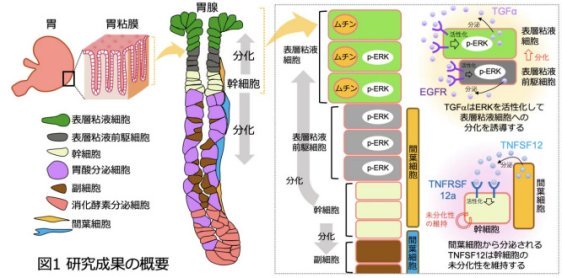 最前線で胃を守れ～胃粘膜を保護する幹細胞分化制御のしくみを解明～