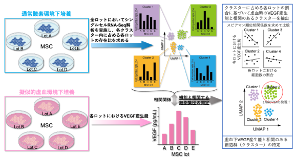 ヒト間葉系間質/幹細胞の中からその虚血環境下での血管内皮増殖因子(VEGF)の分泌機能において主役を演じる細胞群を同定することに成功～細胞加工製品の薬理効果に寄与する細胞群を特定するための画期的手法を開発～