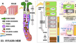 最前線で胃を守れ～胃粘膜を保護する幹細胞分化制御のしくみを解明～