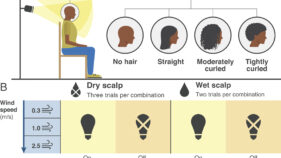 エアコンの前の生活: 巻き毛は初期の人類を涼しくしていた(Life before air conditioning: Curly hair kept early humans cool)