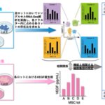 ヒト間葉系間質/幹細胞の中からその虚血環境下での血管内皮増殖因子(VEGF)の分泌機能において主役を演じる細胞群を同定することに成功～細胞加工製品の薬理効果に寄与する細胞群を特定するための画期的手法を開発～