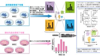 ヒト間葉系間質/幹細胞の中からその虚血環境下での血管内皮増殖因子(VEGF)の分泌機能において主役を演じる細胞群を同定することに成功～細胞加工製品の薬理効果に寄与する細胞群を特定するための画期的手法を開発～