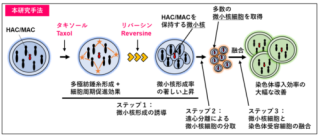 染色体導入効率を飛躍的に改善する技術を開発 ～ヒト/マウス人工染色体を用いたゲノム合成研究・再生医療研究を加速～