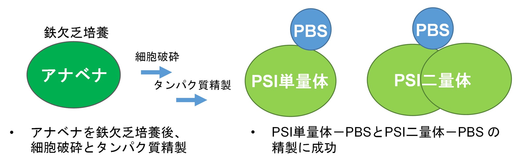 鉄欠乏条件で誘導するフィコビリソームと光化学系I複合体の強固な結合