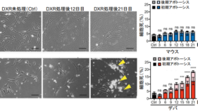 最長寿げっ歯類ハダカデバネズミでは 老化細胞が細胞死を起こすことを発見 ～種特有のセロトニン代謝制御が鍵～