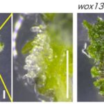 芽を生み出すかどうか、植物カルス細胞の分化を運命づける因子を突き止めた 植物の器官再生能力を制御する新たな仕組みを発見