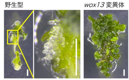 芽を生み出すかどうか、植物カルス細胞の分化を運命づける因子を突き止めた 植物の器官再生能力を制御する新たな仕組みを発見