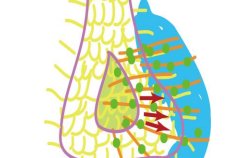 なぜわれわれの内臓は左右非対称なのか?～体の左右を決める仕組みの解明～