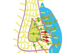 なぜわれわれの内臓は左右非対称なのか?～体の左右を決める仕組みの解明～