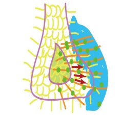 なぜわれわれの内臓は左右非対称なのか?～体の左右を決める仕組みの解明～