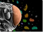 ハエはどのように視力を発達させるのか?視覚系の細胞タイプを特定するための単一細胞シークエンシング法を開発(How Flies Develop Sight: Scientists Use Single-Cell Sequencing to Identify Cell Types in the Visual System)