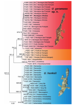 変装の達人:マダガスカルで新種のリーフテールヤモリを発見(Master of disguise: new species of leaf-tailed gecko discovered in Madagascar)
