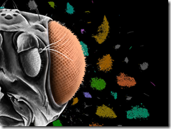 ハエはどのように視力を発達させるのか?視覚系の細胞タイプを特定するための単一細胞シークエンシング法を開発(How Flies Develop Sight: Scientists Use Single-Cell Sequencing to Identify Cell Types in the Visual System)