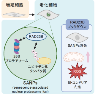 老化細胞におけるタンパク質分解センターの発見～老化細胞特異的に形成されるタンパク質分解酵素複合体を含む新たな核内液滴構造の発見～