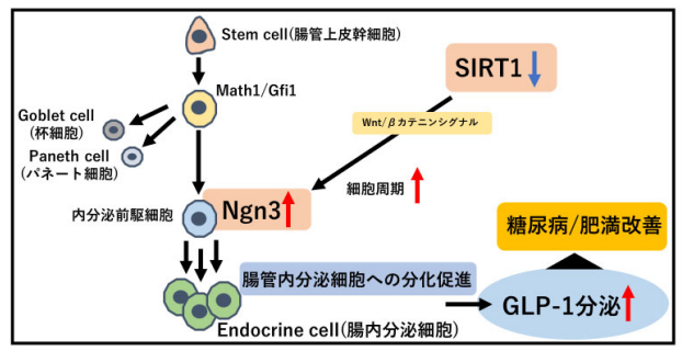 腸管のSIRT1 は腸管内分泌細胞数の重要な制御因子である～腸管内分泌細胞数の増加による糖代謝改善効果に期待～