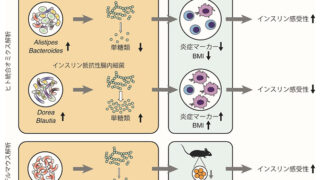 インスリン抵抗性に関連するヒト腸内細菌の網羅的解析～腸内細菌を利用した糖尿病の治療介入につながる成果～