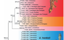 変装の達人:マダガスカルで新種のリーフテールヤモリを発見(Master of disguise: new species of leaf-tailed gecko discovered in Madagascar)