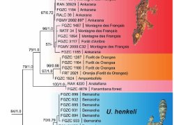 変装の達人:マダガスカルで新種のリーフテールヤモリを発見(Master of disguise: new species of leaf-tailed gecko discovered in Madagascar)