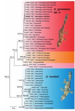 変装の達人:マダガスカルで新種のリーフテールヤモリを発見(Master of disguise: new species of leaf-tailed gecko discovered in Madagascar)