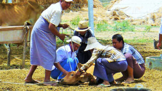 ミャンマー口蹄疫対策のための組織能力強化プロジェクト
